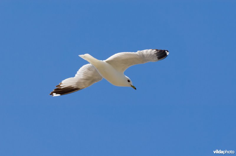 Stormmeeuw in vlucht