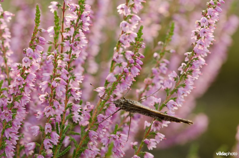 Heivinder op struikhei