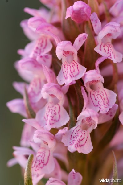 Detail van vleeskleurige orchis