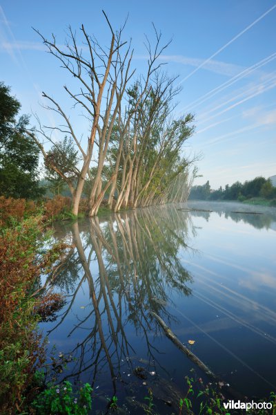 Oude Leie-arm