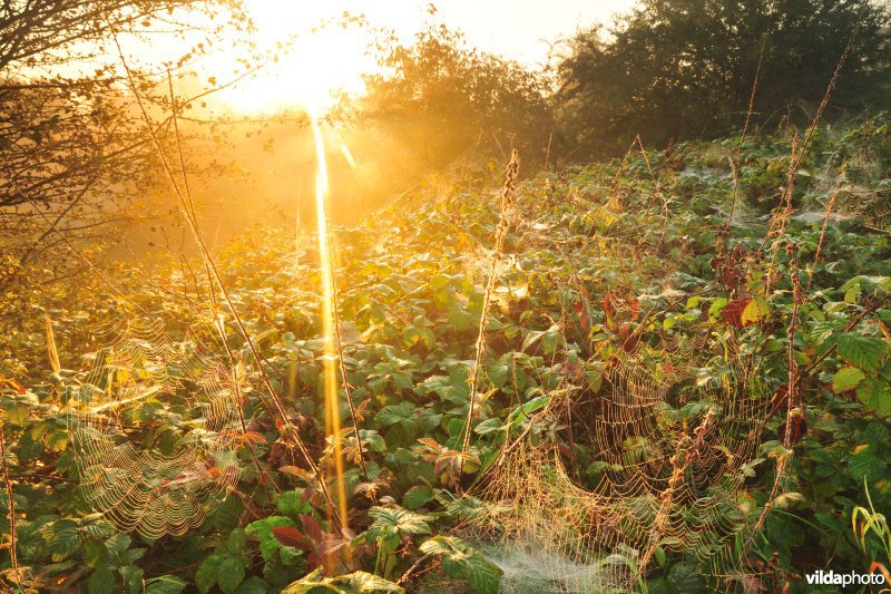 Vaarttaluds aan het Orveytbos
