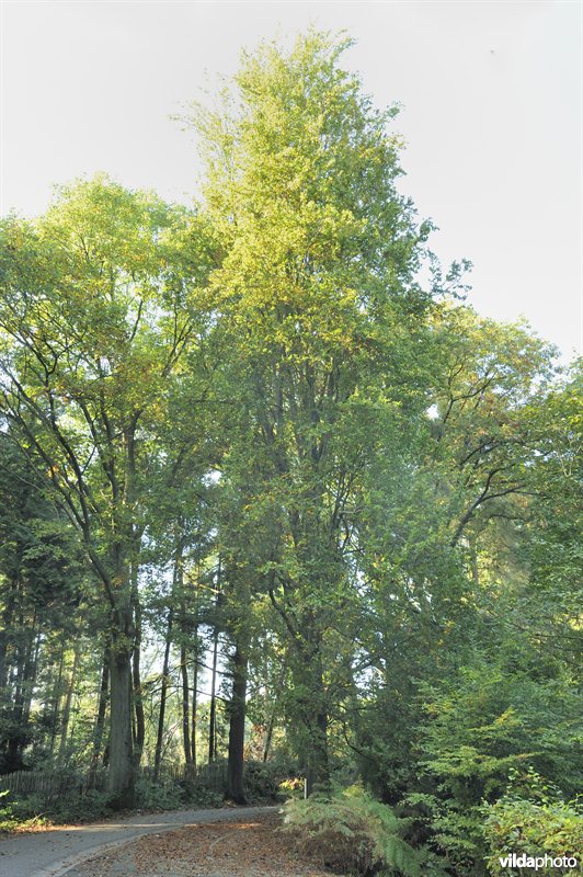 Zuilbeuk