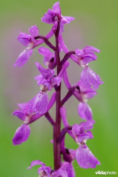 Mannetjesorchis
