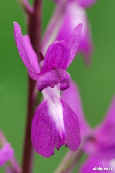 Bloem van ijle orchis