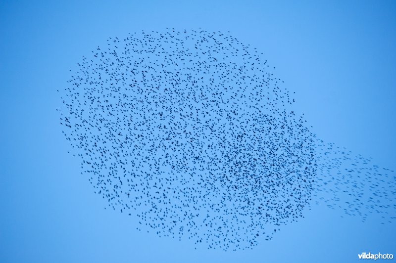 Spreeuwenwolk