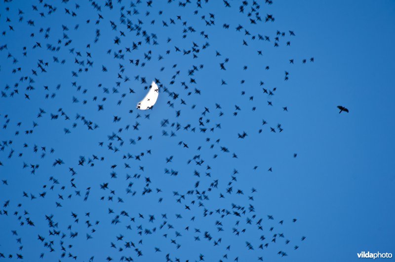 Sperwer en spreeuwenwolk