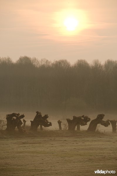 Onderhoud knotwilgen