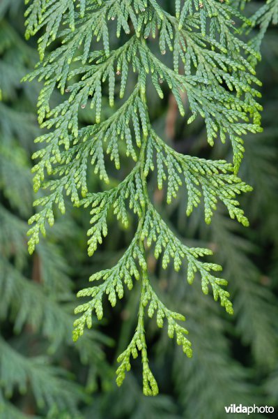 Reuzenlevensboom