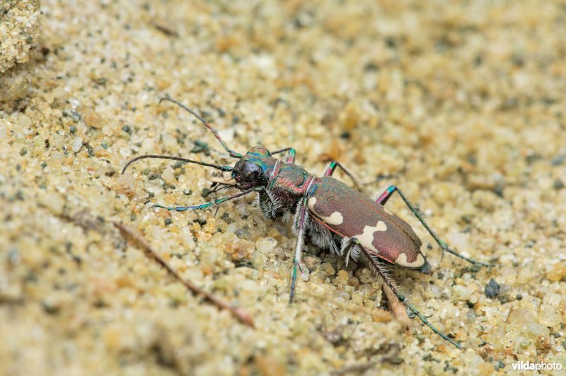 Basterdzandloopkever