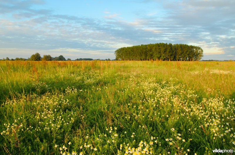 Uiterwaarden van de IJssel