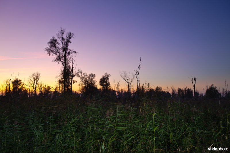 Oostvaardersplassen