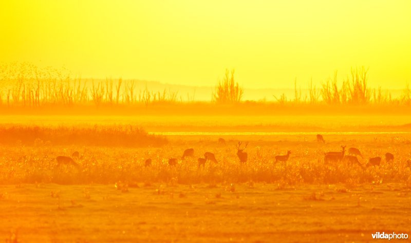 Edelherten in de Oostvaardersplassen