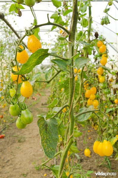 Tomaten in een polytunnel