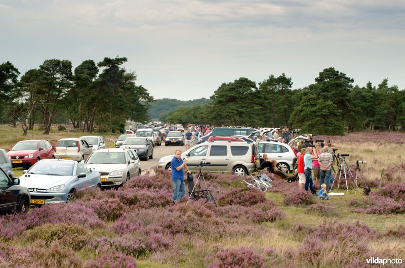 Bronst-toerisme op de Veluwe