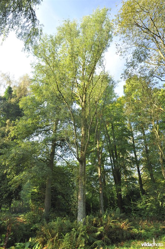 Schietwilg