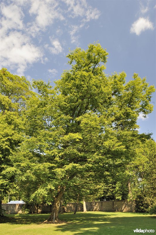 Kaukasische zelkova