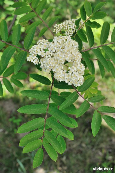 Sorbus pohuashanensis