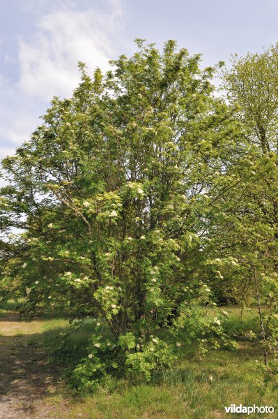 Sorbus pohuashanensis