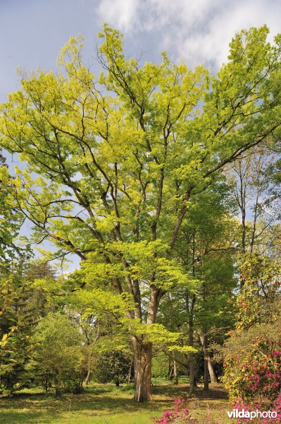 Japanse zelkova