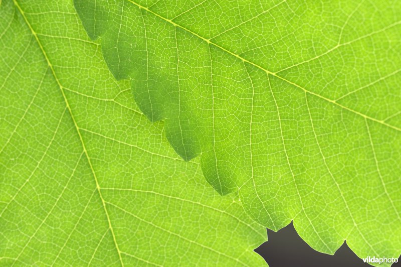 Kaukasische zelkova