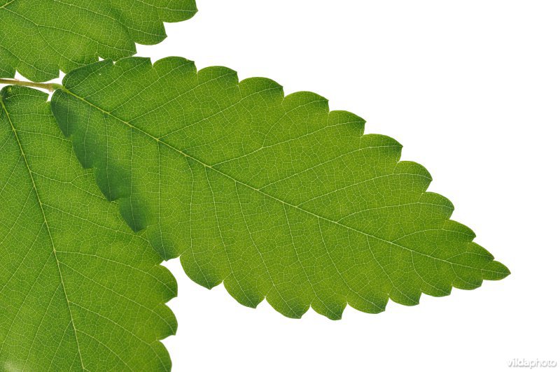 Kaukasische zelkova