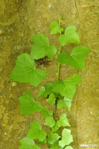 Kaukasische zelkova