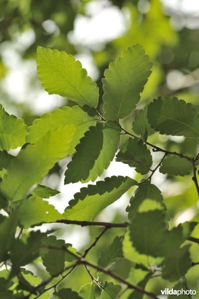 Kaukasische zelkova