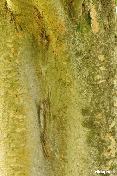 Kaukasische zelkova