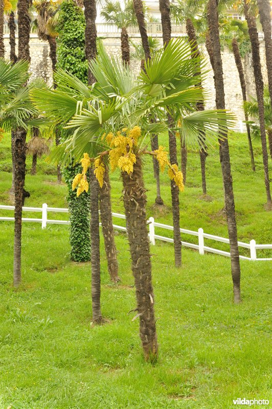 Windmolenpalm