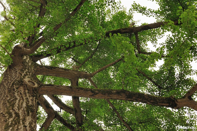 Ginkgo