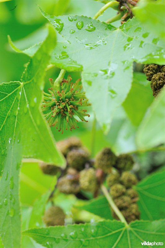 Oosterse amberboom