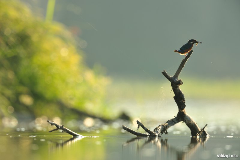 IJsvogel met visje