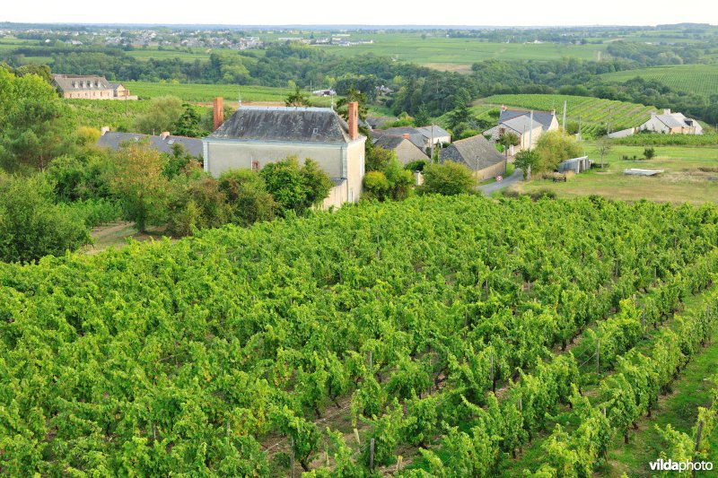 Wijngaarden van de Loire