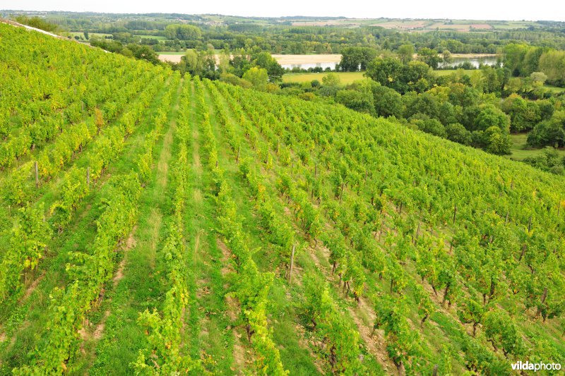 Wijngaarden van de Loire