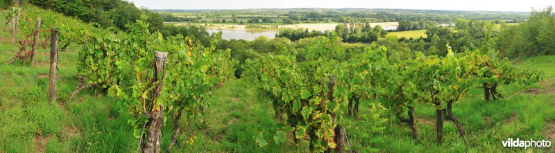 Wijngaarden van de Loire