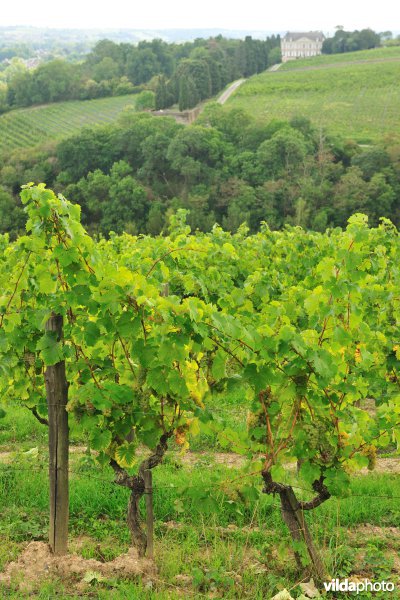 Wijngaarden van de Loire