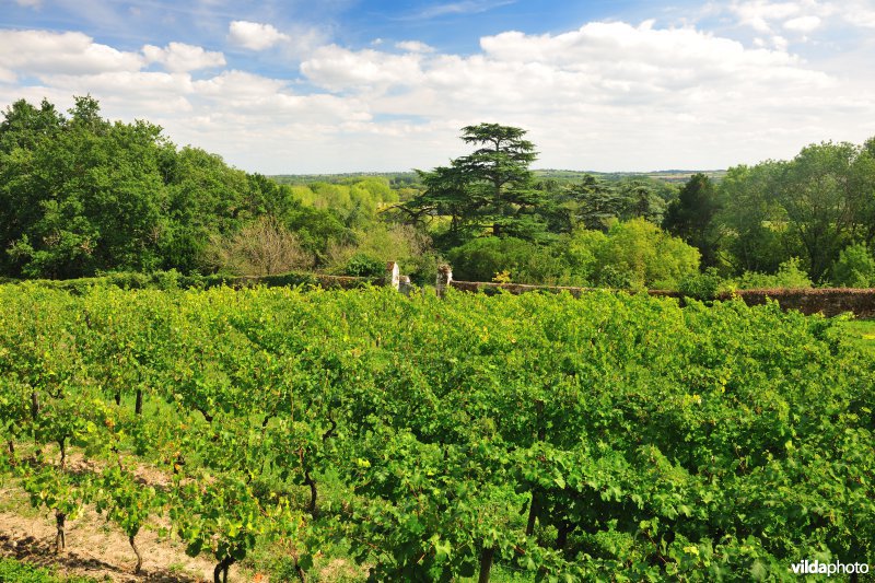Wijngaarden van de Loire