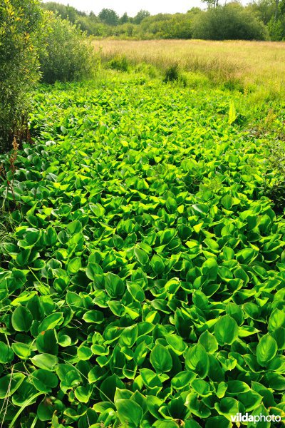 Vallei van de Zwarte beek