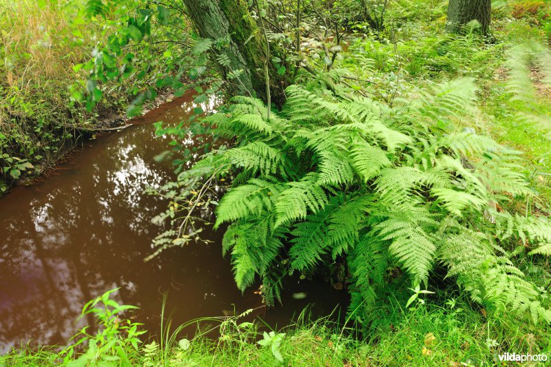 Vallei van de Zwarte beek