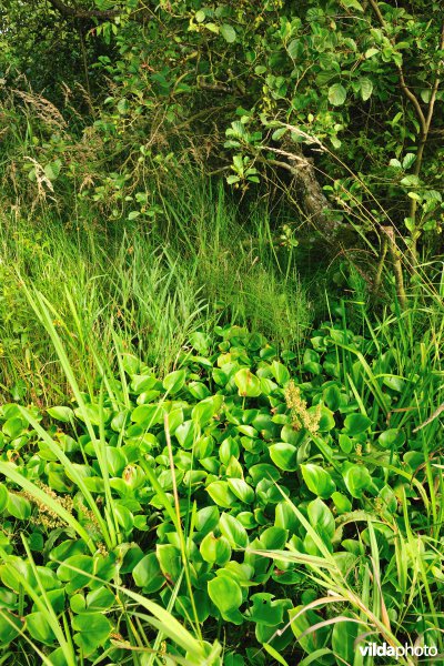 Vallei van de Zwarte beek