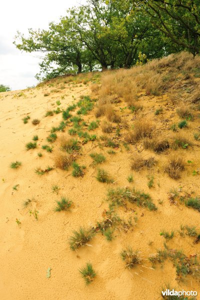 Natuurreservaat Oudsberg