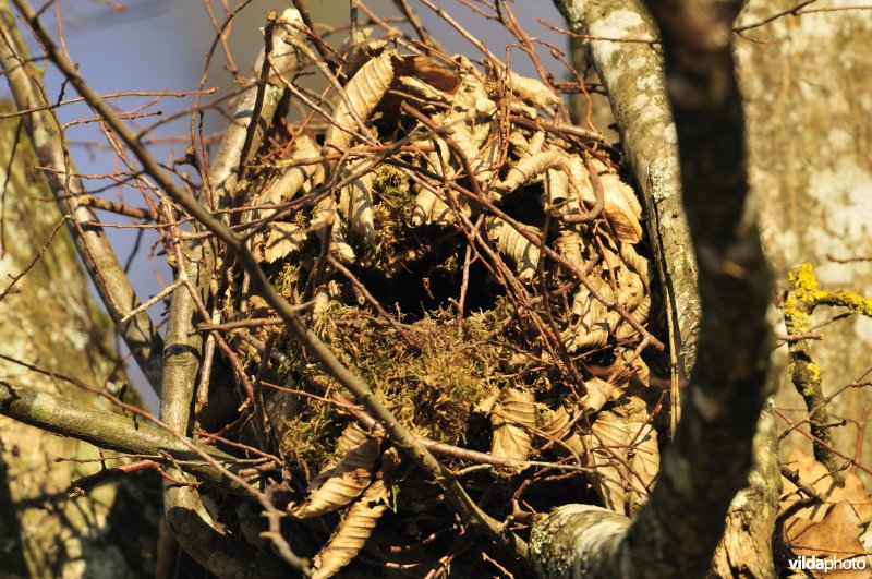 Nest van Rode eekhoorn