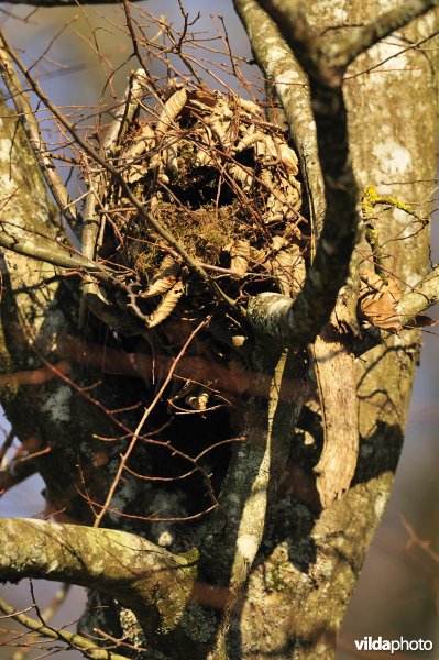 Nest van Rode eekhoorn