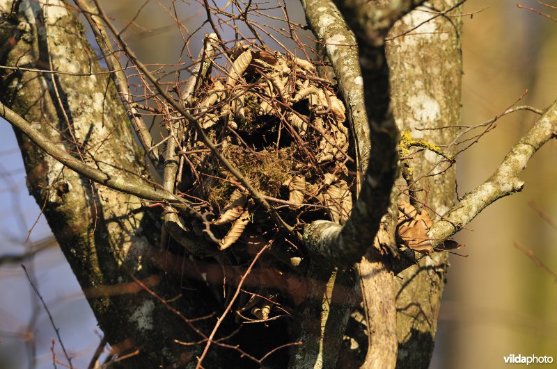 Nest van Rode eekhoorn