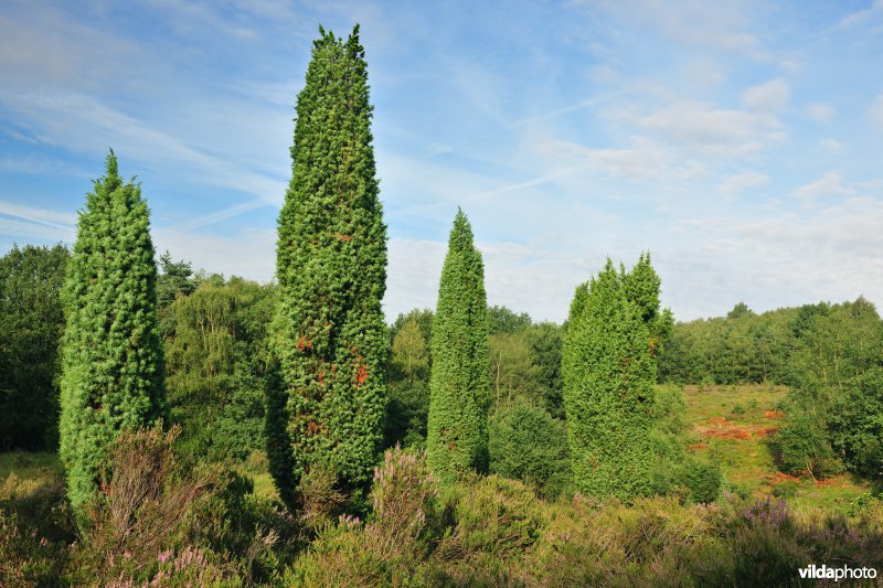 Jeneverbesstruiken op de Mechelse Heide