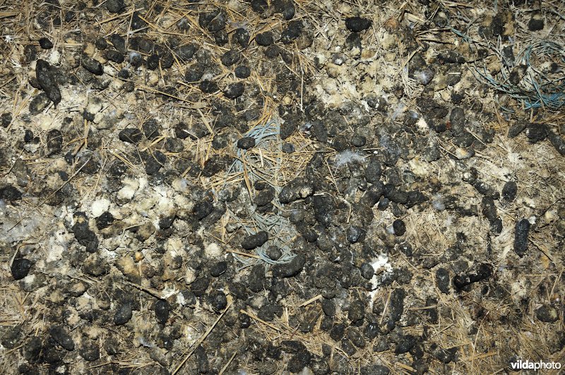 Braakballen op een schuurzolder