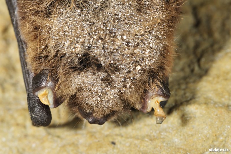 Vleermuis met afgevroren oorschelpen