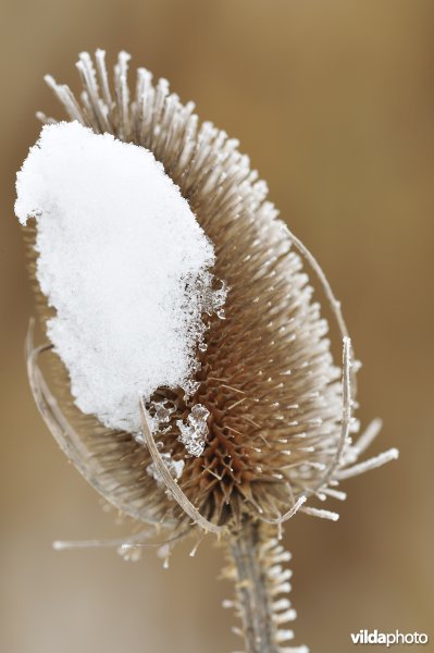 Winterse kaardebol