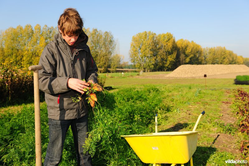 Groenten plukken op bioboerderij 't Goed ter Heule