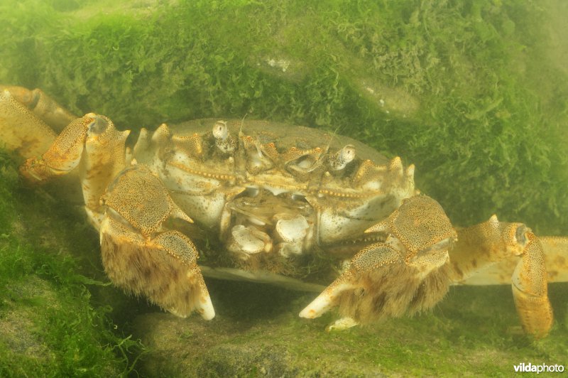 Chinese wolhandkrab